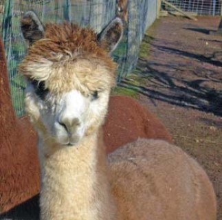 Alpaca For Sale - EG Stardust Melody at Easygo Farm