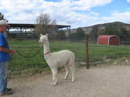 Alpaca For Sale - Lady Elizabeth at Grand Mesa Alpacas