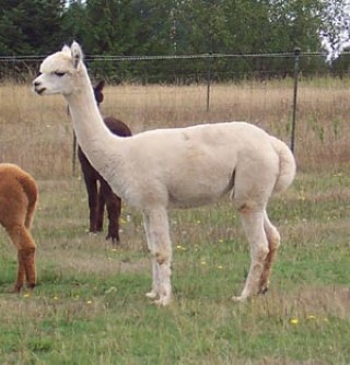 Alpaca For Sale - New Forest Lily at New Forest Alpacas