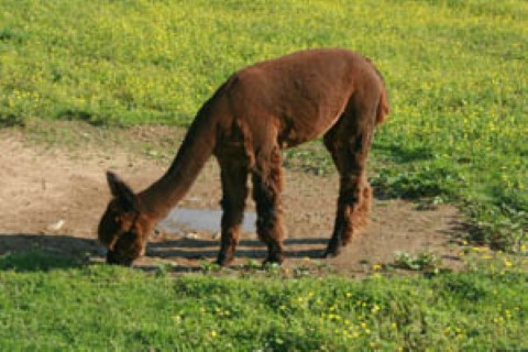 Alpaca For Sale - BE MARY at Blue Earth River Farm Alpacas