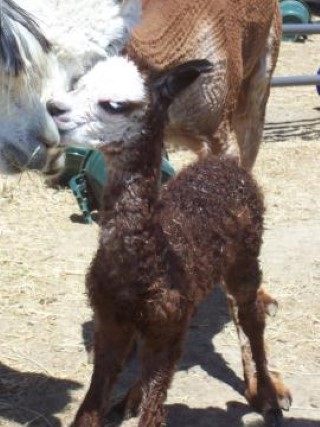 Alpaca For Sale - Lipton's Oliver at Luv R Pacas
