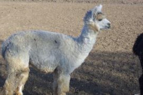 Alpaca For Sale - SN Ranch Silver Jubilee at Luv R Pacas