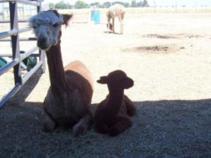 Alpaca For Sale - Soleil's Windy Evening at Luv R Pacas