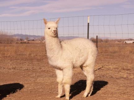 Alpaca For Sale - Colorado Dreams' Easy at Colorado Dreams Alpacas