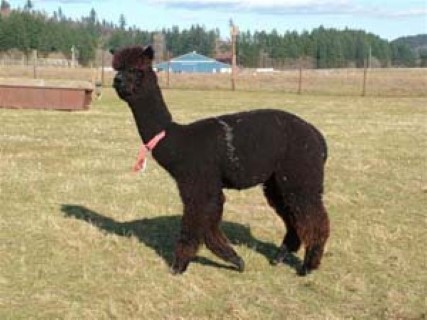 Alpaca For Sale - Paddington's Dark knight at Colorado Dreams Alpacas