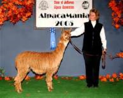 Alpaca For Sale - El Dorado Cameo at Alpacas of El Dorado