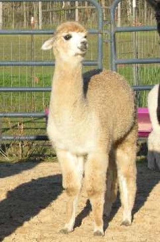 Alpaca For Sale - Hold On Hannah at Whitefeather Creek Alpacas