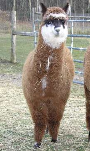 Alpaca For Sale - Oscoda Rose( Accoyo Victor Granddaughter) at Whitefeather Creek Alpacas