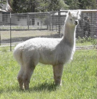 Alpaca For Sale - Trementino at Cedar Glen Alpacas